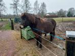 Dragende vierjarige merrie, IJslander, Dieren en Toebehoren, Merrie, 3 tot 6 jaar, Onbeleerd, Recreatiepony