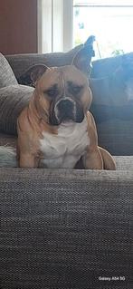 mooie american bully dekreu, Dieren en Toebehoren, Reu, 1 tot 2 jaar, Eén hond, Nederland