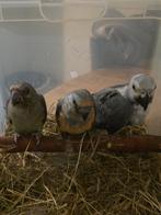 Roodbuikpapegaai baby, Dieren en Toebehoren, Papegaai