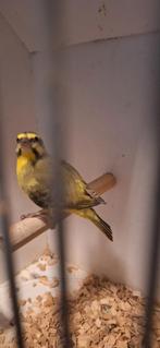 Mozambiquesijs man, Dieren en Toebehoren, Vogels | Overige Vogels, Mannelijk, Tropenvogel