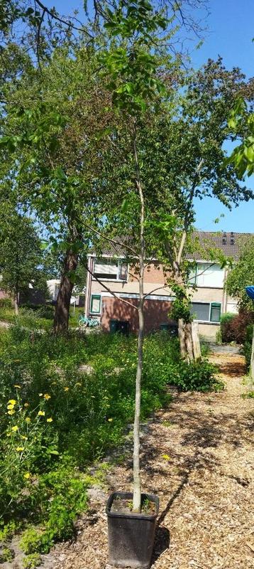 Walnotenboom, juglans regia , meer dan 3 meter lang beschikbaar voor biedingen