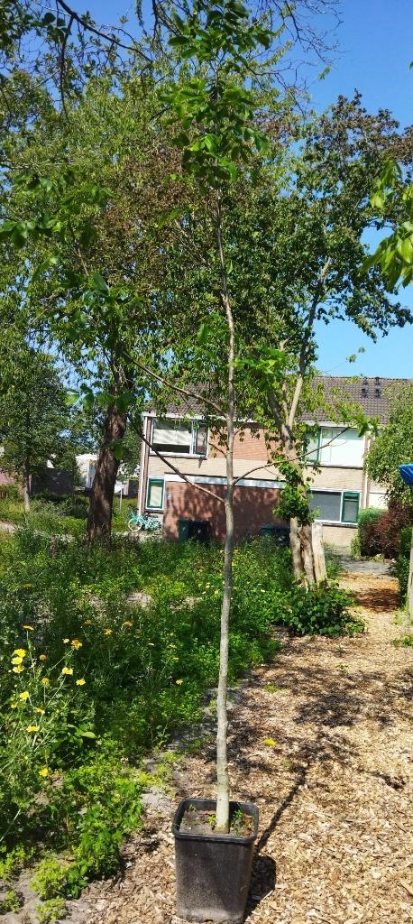 Walnotenboom, juglans regia , meer dan 3 meter lang, Tuin en Terras, Planten | Bomen, Overige soorten, 250 tot 400 cm, Volle zon