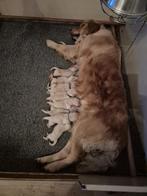 Golden retriever pups met stamboom, Dieren en Toebehoren, Golden retriever, CDV (hondenziekte), 8 tot 15 weken, Meerdere