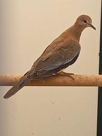 Ovj koppel wildkleur senegal tortels, Dieren en Toebehoren