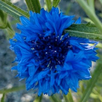 Zaden Korenbloem blauw - Centaures Cyanus beschikbaar voor biedingen
