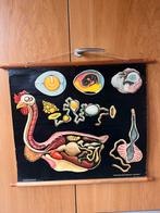 Schoolplaat Hagemann 1961 - Haan en kip, Antiek en Kunst, Antiek | Schoolplaten, Ophalen of Verzenden, Natuur en Biologie