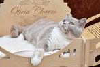 Fawn tortie British Shorthair DBE program (r 03), Kater, Gechipt, 0 tot 2 jaar