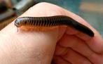 Chicobolus spinigerus, Overige soorten