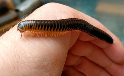 Chicobolus spinigerus, Dieren en Toebehoren, Insecten en Spinnen, Overige soorten