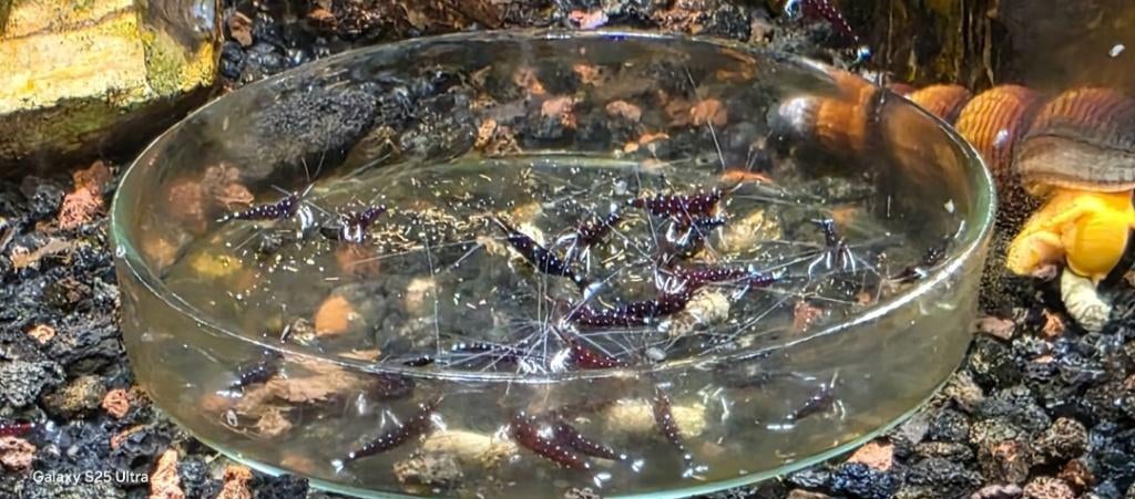 Sulawesi Garnaal. Cardina Dennerli, Kreeft, Krab of Garnaal