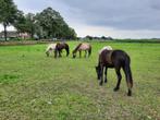 Plek voor IJslanderhengst veulen in prive-opfok ZW Drenthe, Dieren en Toebehoren, Stalling en Weidegang, 1 paard of pony, Opfok