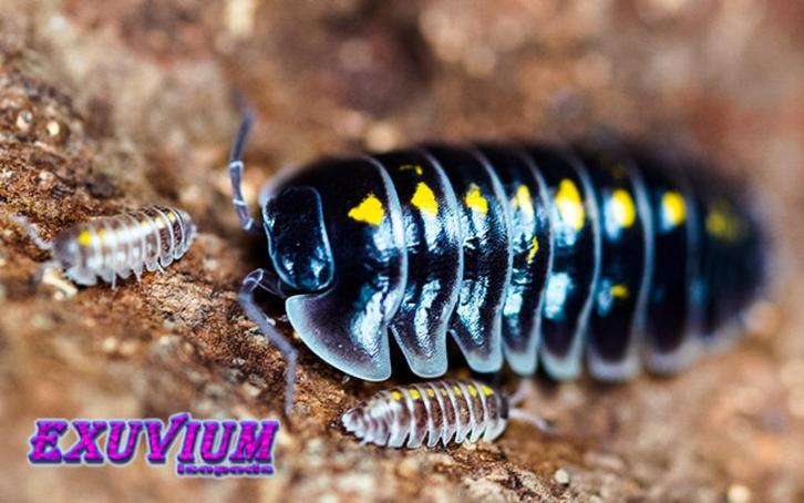 Armadillidium germanicum isopods / pissebedden, Dieren en Toebehoren, Insecten en Spinnen, Overige soorten