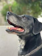HzH-BLACKY,  senior vent zoekt thuis voor zijn gouden jaren, 6 jaar of ouder, Particulier, Rabiës (hondsdolheid), Reu