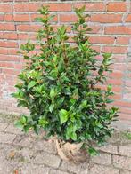 Viburnum Tinus struiken 80-100 cm - winterbloeier!, Tuin en Terras, Planten | Struiken en Hagen, Ophalen of Verzenden, Overige soorten