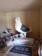 Duitse Meeuwtjes kras., Vrouwelijk, Overige soorten