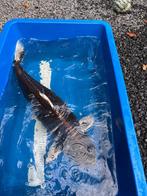 Marusei - Golden Kabuto koi karper, Dieren en Toebehoren, Vissen | Vijvervissen, Karper of Koi
