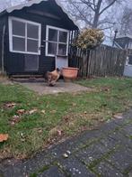 Haan, Mannelijk, Kip