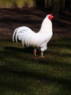 Schijndelaar toom  misschien ruilen, Dieren en Toebehoren, Pluimvee, Meerdere dieren, Kip