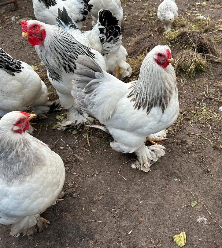 Jonge Brahma Kriel haan Wit-Columbia-Blauw, Dieren en Toebehoren, Pluimvee, Kip, Mannelijk