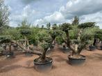 Schitterende olijfboom / olijfbomen met plateau's te koop!!