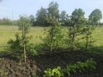 Laagstam fruitbomen, Lente, Volle zon, Perenboom, 100 tot 250 cm