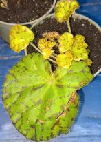 Begonia lime Fever., Tuin en Terras, Ophalen of Verzenden, Minder dan 100 cm, Overige soorten, Zomer