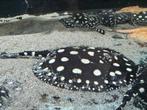 PURE Black diamond pups / Potamotrygon, Vis, Zoetwatervis, Schoolvis