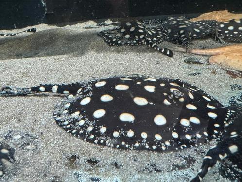PURE Black diamond pups / Potamotrygon, Dieren en Toebehoren, Vissen | Aquariumvissen, Zoetwatervis, Vis, Schoolvis