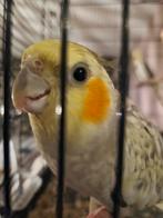 3 valkparkieten, Dieren en Toebehoren, Geslacht onbekend, Parkiet