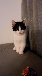 Oreo Kater geboren 5 mei 2025, Dieren en Toebehoren, Kater