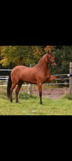 6 jarige PRE merrie, Dieren en Toebehoren, Paarden, Merrie, 160 tot 165 cm, Dressuurpaard, Ontwormd