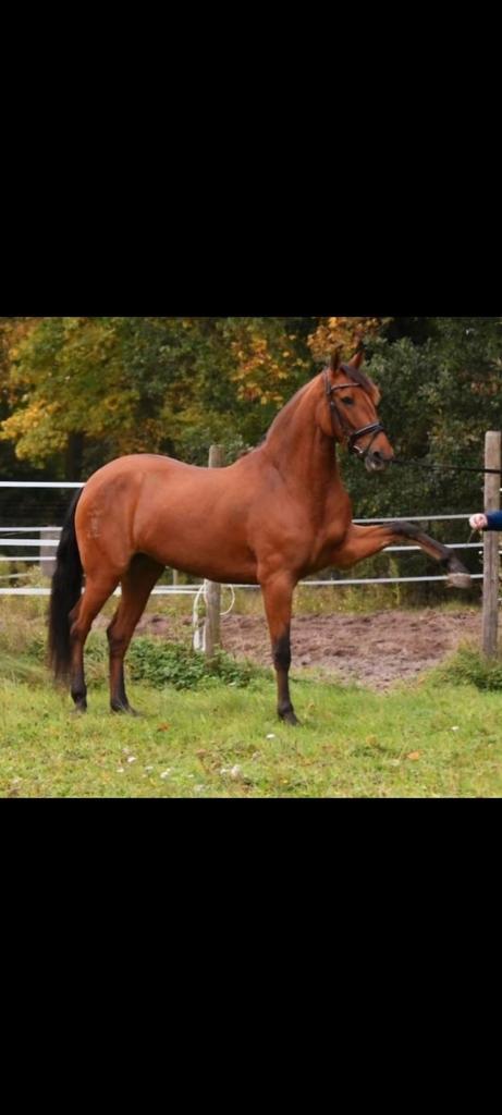 6 jarige PRE merrie dressuurpaard, Dieren en Toebehoren, Paarden, Merrie, 160 tot 165 cm, Dressuurpaard, Ontwormd