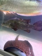 Nijlbaars lates niloticus 40cm, Dieren en Toebehoren, Vissen | Aquariumvissen, Vis