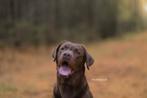 Prachtige bruine Labrador dekreu (HD ED vrij getest), Dieren en Toebehoren, Particulier, Rabiës (hondsdolheid), 1 tot 2 jaar, Reu