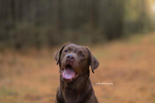 Prachtige bruine Labrador dekreu (HD ED vrij getest), Dieren en Toebehoren, Honden | Dekreuen, Reu, Particulier, Eén hond, Nederland