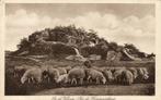 Op de Veluwe, Hunnenschans Schapen (1910s) Ansichtkaart, Ophalen of Verzenden, Voor 1920, Ongelopen, Gelderland