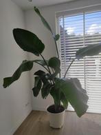 Strelitzia Nicolai toef - Groot!, Huis en Inrichting, Kamerplanten, Ophalen, Overige soorten, In pot, 150 tot 200 cm