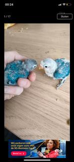 Baby dwergpapagaaien voor handtam, Geslacht onbekend, Dwergpapegaai of Agapornis