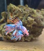 Betta splendens dragon crowntail, Vis, Zoetwatervis