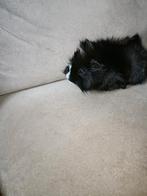 Beertje, Dieren en Toebehoren, Knaagdieren, Cavia, Mannelijk, Juli, Tam