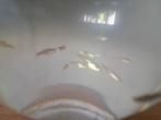 Visjes guppies guppy guppen 4 mannetjes en 6 vrouwtjes, Vis, Zoetwatervis