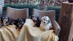 Geweldige Boomer pups !!!!!!!!!!!!!!!!!!!!, Maltezer, Nederland, 15 weken tot 1 jaar, CDV (hondenziekte)