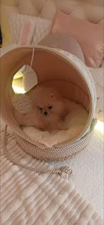 Mini BearFace Pomeriaan Pup Klein Prachting en Super Lief, Particulier, Keeshond, 8 tot 15 weken, Buitenland