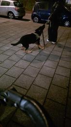 Duitse herder reu, Dieren en Toebehoren, Honden | Herdershonden en Veedrijvers, 15 weken tot 1 jaar, Reu, Parvo, Eén hond