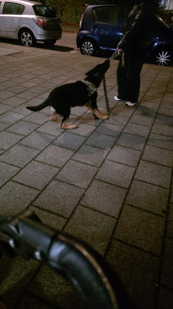 Duitse herder reu, Dieren en Toebehoren, Honden | Herdershonden en Veedrijvers, Reu, Herder, Particulier, Eén hond, Nederland