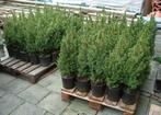 Kerstboompjes Conica`s in pot hele Mooie, Overige soorten, Zomer, Ophalen, Volle zon