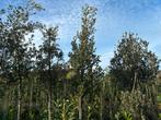 Steeneiken quercus ilex hoogstam en leivorm eigen kwekerij, Ophalen, Bloeit niet, Halfschaduw, 100 tot 250 cm