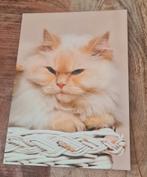 Beige fluffy poes kijkt een beetje boos (ansichtkaart), Verzenden, 1980 tot heden, Ongelopen, Hond of Kat