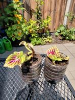 Siernetel Coleus Stekjes, Huis en Inrichting, Kamerplanten, Ophalen, Overige soorten, Halfschaduw, Minder dan 100 cm