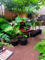 Bananenplant, Tuin en Terras, Planten | Tuinplanten, Ophalen of Verzenden, Zomer, Overige soorten, Halfschaduw